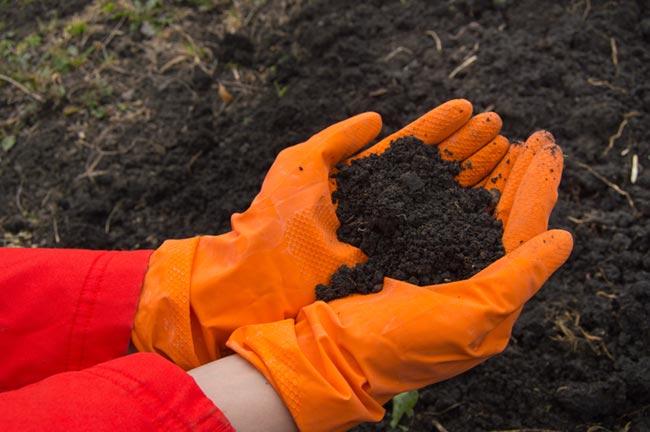 Hands with gloves and handful of soil
